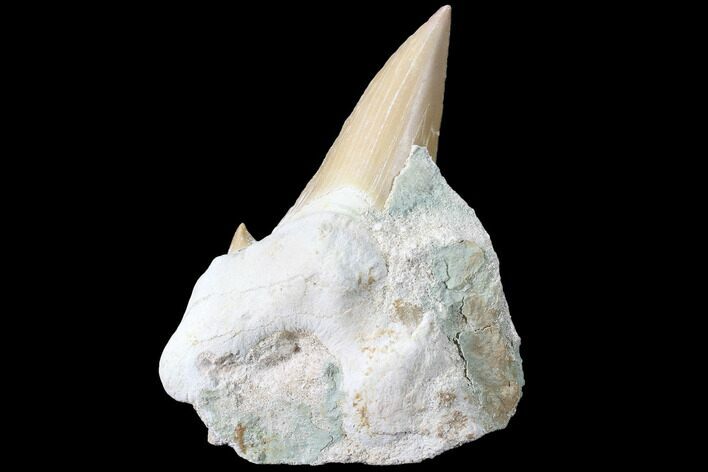 Large, Otodus Shark Tooth Fossil In Rock - Eocene #87014